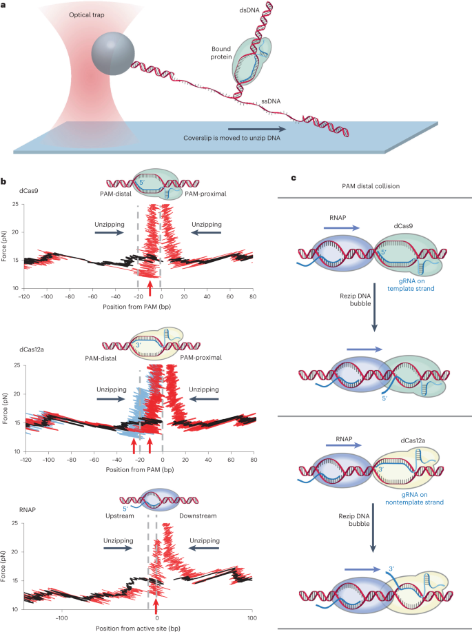 Polarity of the CRISPR roadblock to transcription | Nature Structural &  Molecular Biology