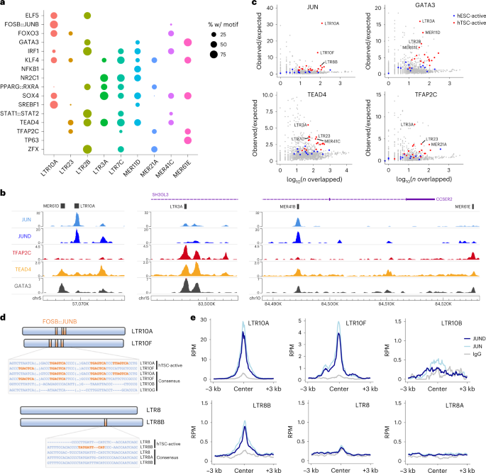 Fig. 2: Transcription-factor repertoire at hTSC-active ERVs.