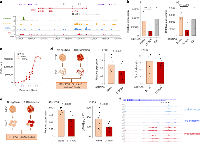 Fig. 6: Impact of an LTR10A element within the ENG gene.