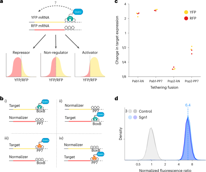 Fig. 1: The dual reporter tethering assay reports reproducible and quantitative regulatory effects.