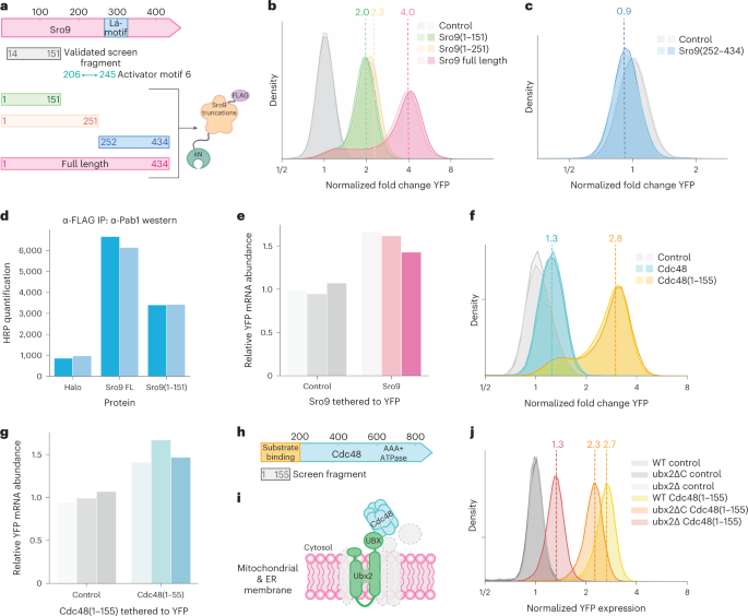 Fig. 7: The tethering screen reveals regulatory roles of known RBPs.