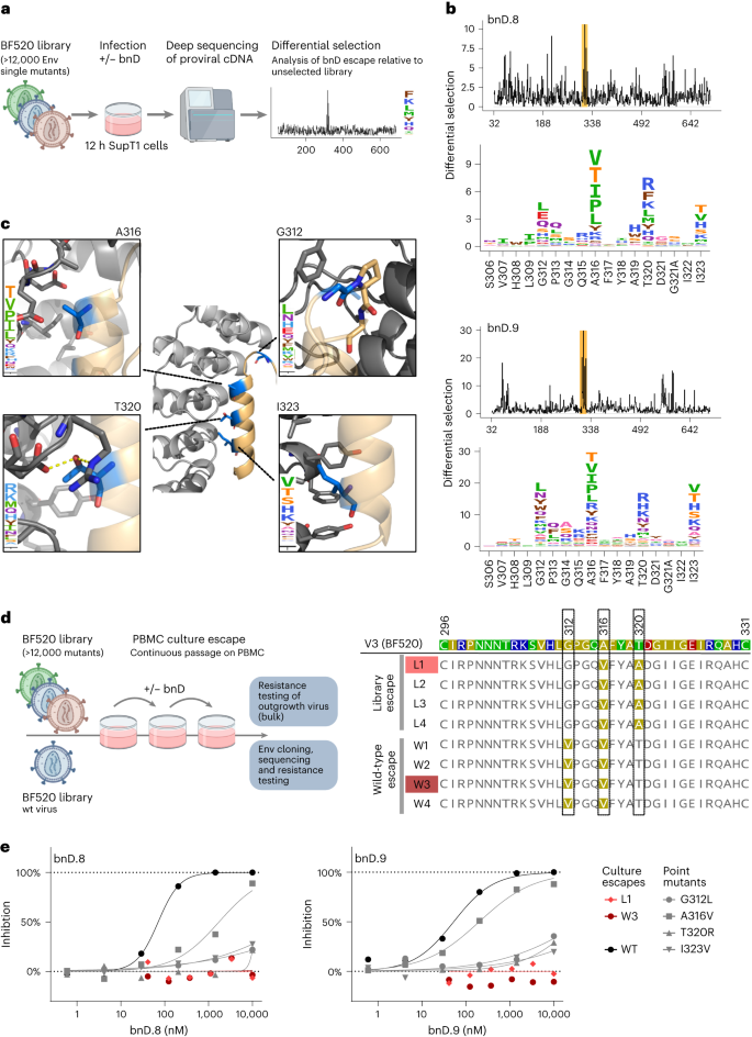 Fig. 5: Mutational antigenic profiling defines V3-CD4i bnD epitope and escape.
