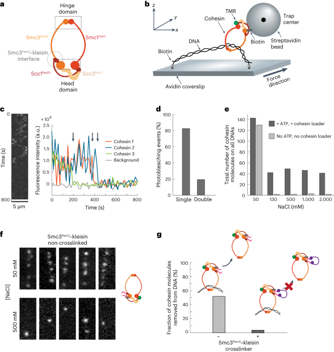 Mechanical disengagement of the cohesin ring