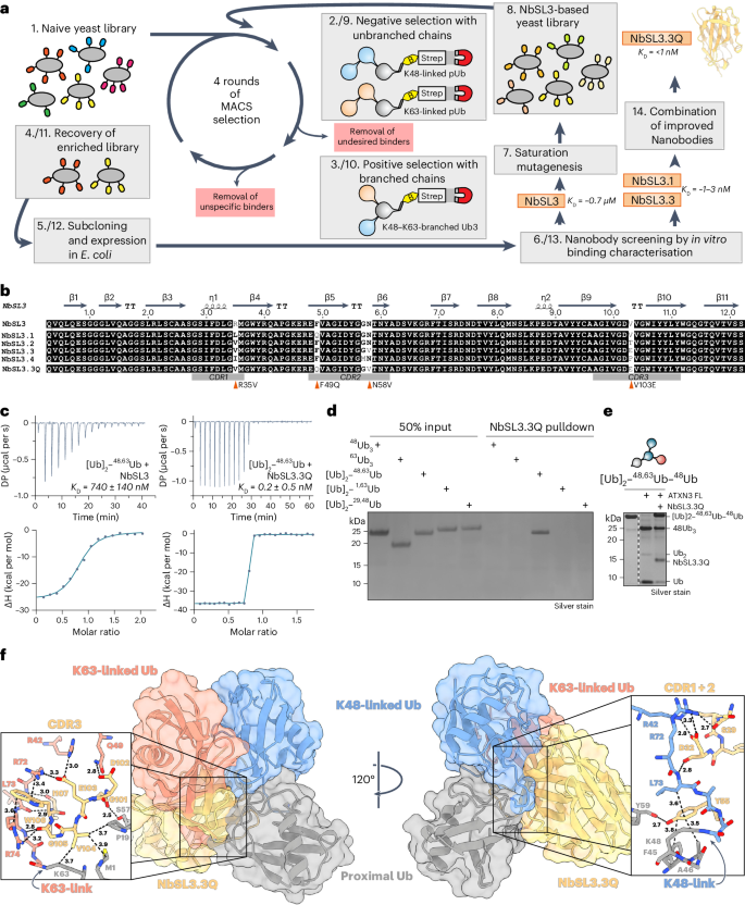 VCP/p97-associated proteins are binders and debranching enzymes of K48K63-branched ubiquitin chains | Nature Structural & Molecular Biology VCP/p97-associated proteins are binders and debranching enzymes of K48K63-branched ubiquitin chains | Nature Structural & Molecular Biology