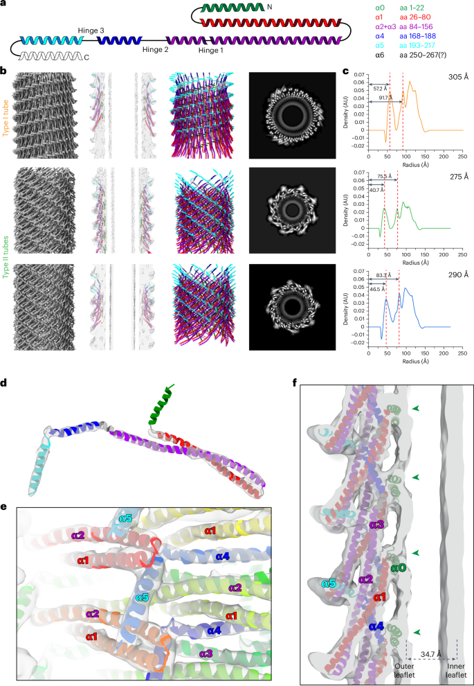 Fig. 2: Structural details of type I and type II helical Vipp1 assemblies.