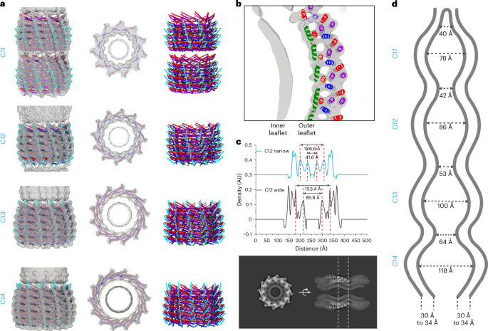 Fig. 3: Cryo-EM structures of stacked Vipp1 rings with engulfed membranes.