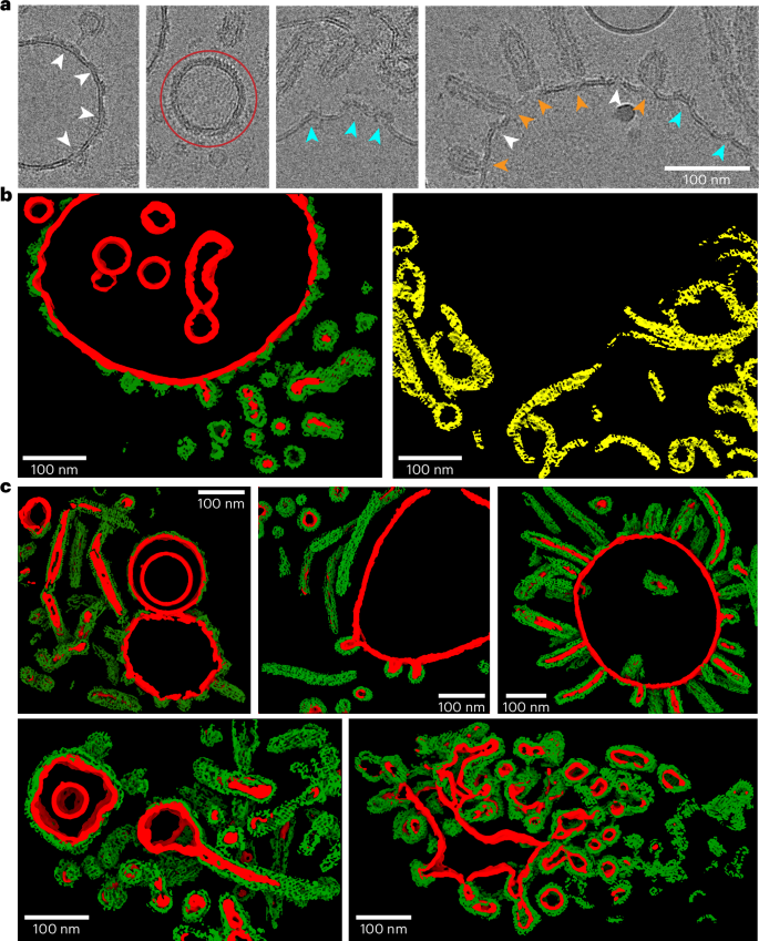 Fig. 5: Assemblies of Vipp1 loose coats and carpets on membranes.