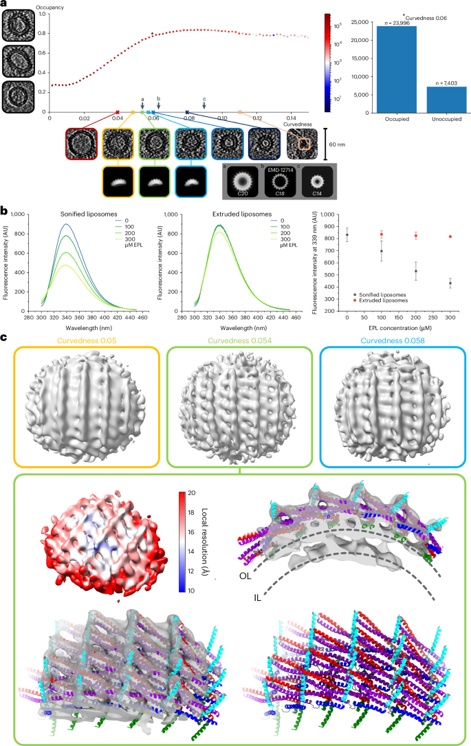 Fig. 6: Vipp1 membrane curvature analyses and corresponding subtomogram averages.