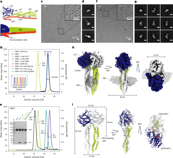 科学者が自然免疫が細菌を包み込む仕組みを発見(Delft scientists discover how innate immunity envelops bacteria)