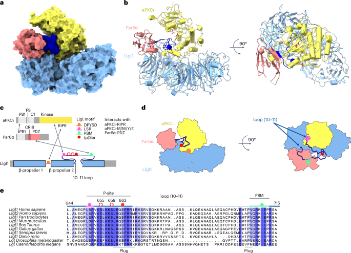 Fig. 1: Cryo-EM structure of an antagonized aPKCι–Par6α–Llgl1 polarity complex.