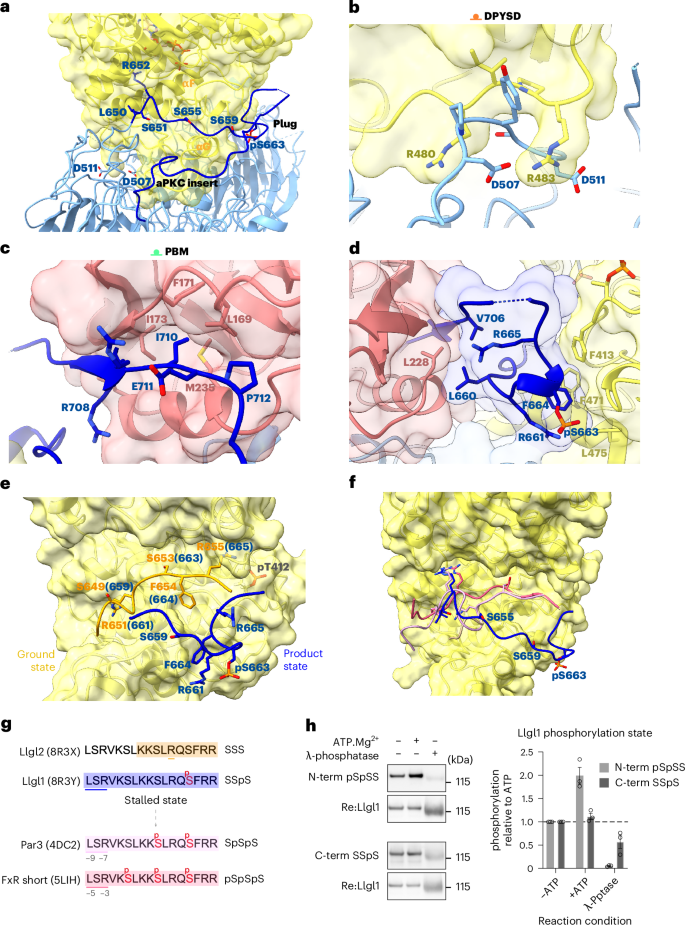Fig. 2: Capture of membrane-binding Llgl1 loop by aPKCι–Par6α prevents P-site phosphorylation progression.