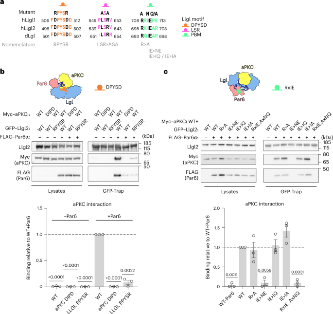 Fig. 3: Impact of interface amino acid substitutions on aPKC–Par6–Lgl complex stability.