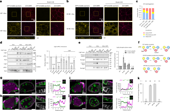 Fig. 4: In cellulo and in vivo characterization of aPKC–Par6–Lgl complex interface mutants.