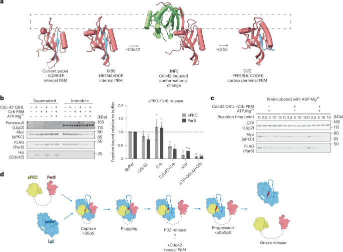 Fig. 5: Mechanism of aPKC–Par6–Lgl complex disassembly.
