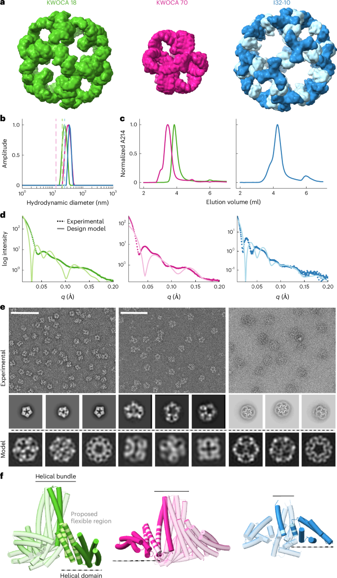 Local structural flexibility drives oligomorphism in computationally designed protein assemblies