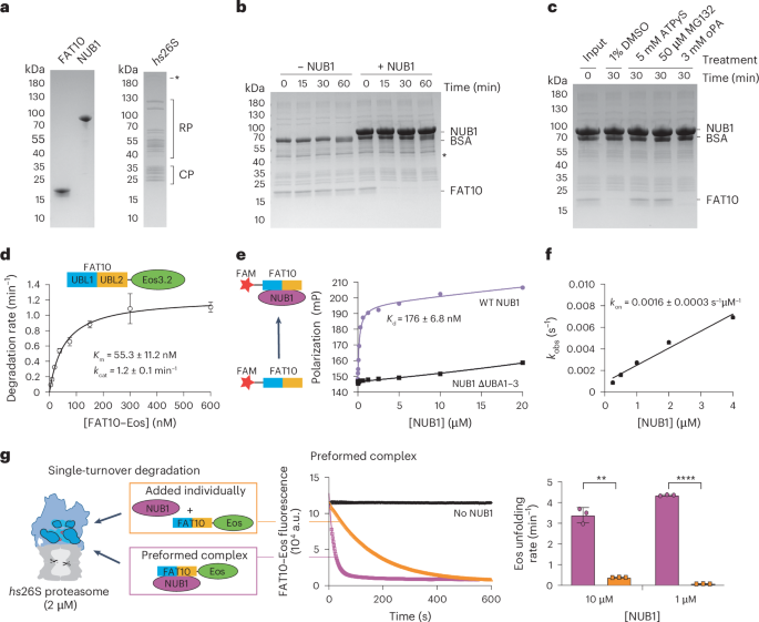 Fig. 1: Ubiquitin-independent FAT10 degradation by the hs26S proteasome depends on NUB1 complex formation as the rate-limiting step in degradation.