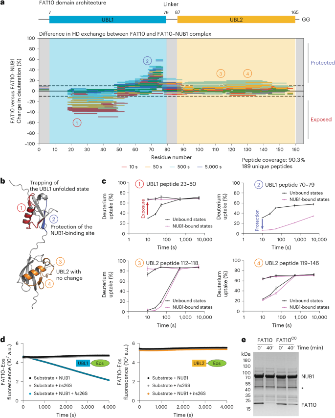 Fig. 2: NUB1 stabilizes the unfolded state of the FAT10 UBL1.