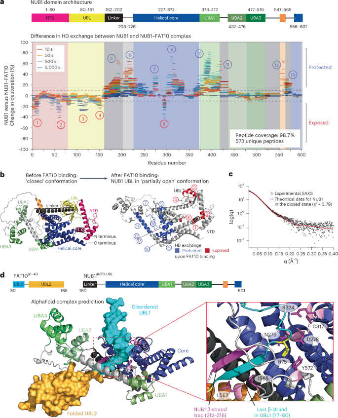 Fig. 3: HDX and SAXS reveal conformational changes in NUB1 upon trapping FAT10 in a partially unfolded state.