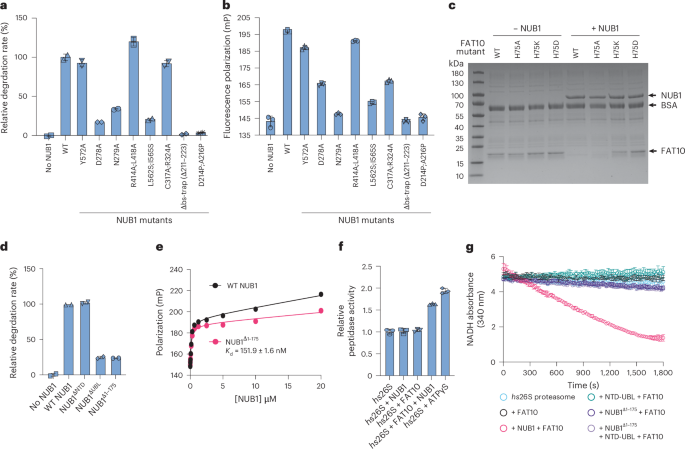 Fig. 4: NUB1 uses a bs-trap to bind FAT10 and its UBL domain for interaction with the proteasome.