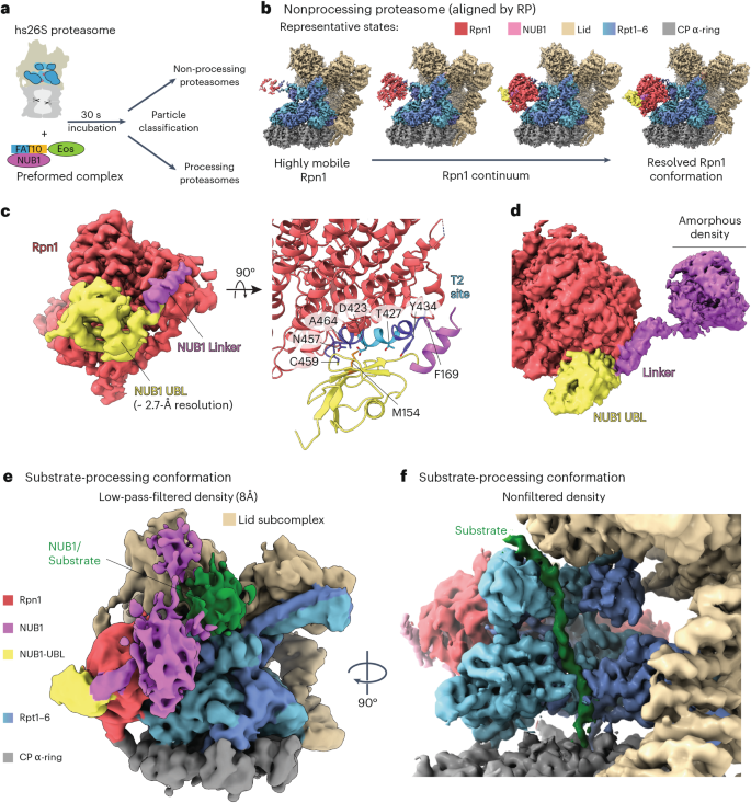 Fig. 5: Structures of the NUB1–FAT10-bound hs26S proteasome.