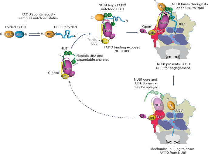 Fig. 6: Model for the NUB1-mediated delivery of FAT10-ylated substrates to the 26S proteasome.