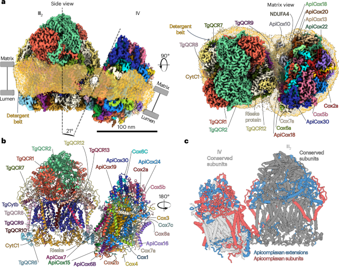 Fig. 1: Structure of the T. gondii respiratory supercomplex.