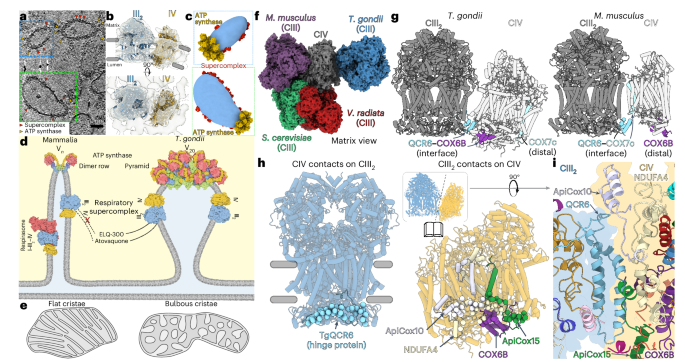 Fig. 2: The lumenal III2–IV interface generates an apicomplexan-specific supercomplex architecture that reflects cristae morphology.