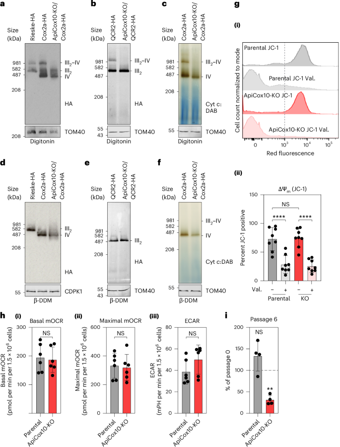Fig. 3: Supercomplex assembly is critical for T. gondii fitness.