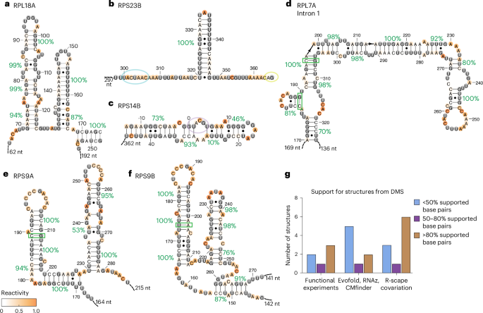 Fig. 2: Support from DMS reactivity for in vivo formation of control structures and proposed functional structures.