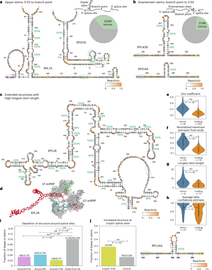 Fig. 3: Structural insights from DMS probing of S. cerevisiae introns.