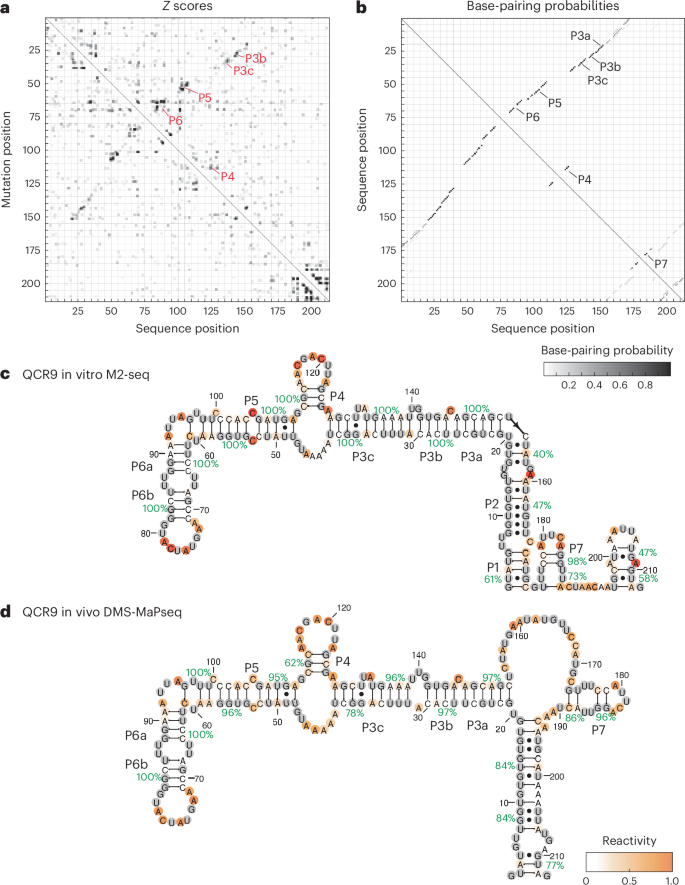 Fig. 4: Comparing in vivo and in vitro folding of intron RNA structures.