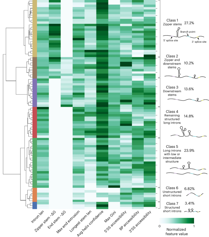 Fig. 5: Structural landscape for S. cerevisiae introns.