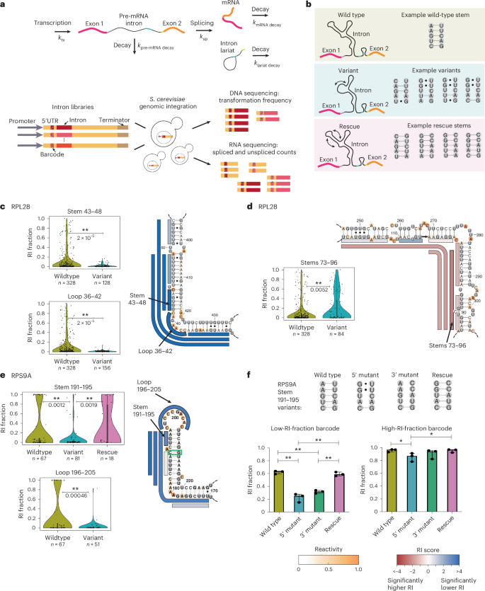 Fig. 6: High-throughput structure–function assay for evaluating intron stem variants.