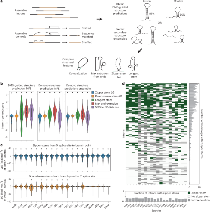 Fig. 7: De novo secondary structure feature prediction for S. cerevisiae and the Saccharomyces genus.