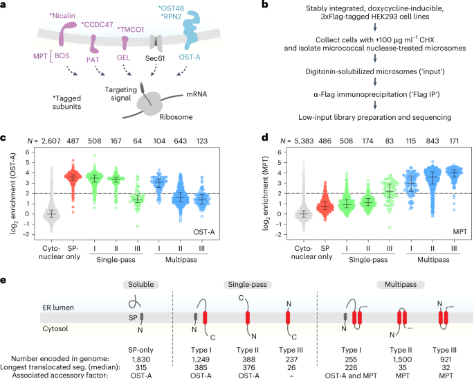 Fig. 1: Selective ribosome profiling identifies cotranslational clients of the OST-A, GEL, PAT and BOS complexes.
