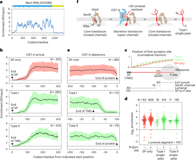 Fig. 2: OST-A is recruited during translocation of long segments through open Sec61.