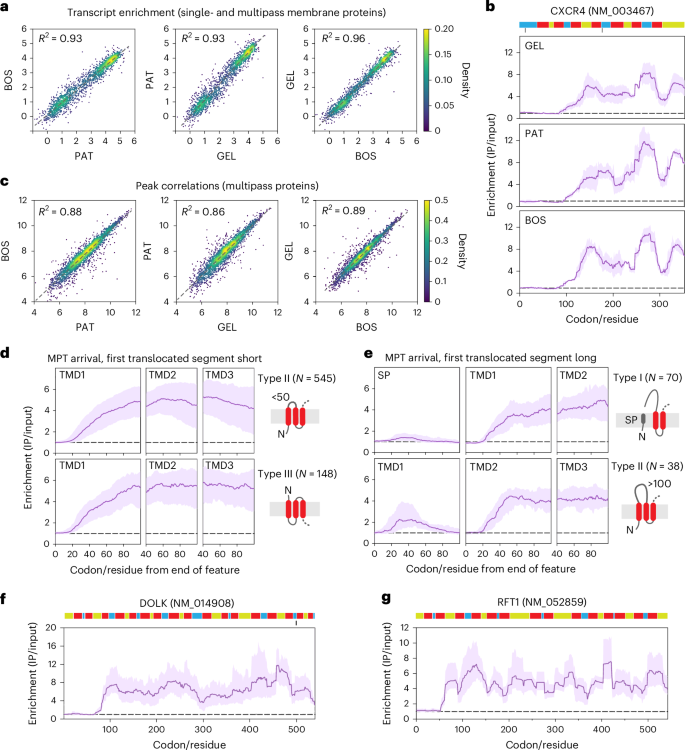 Fig. 3: Synchronized recruitment of the GEL, PAT and BOS complexes.