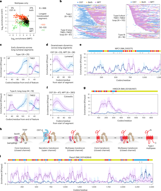 Fig. 4: Interplay between OST-A and MPT during multipass protein synthesis.