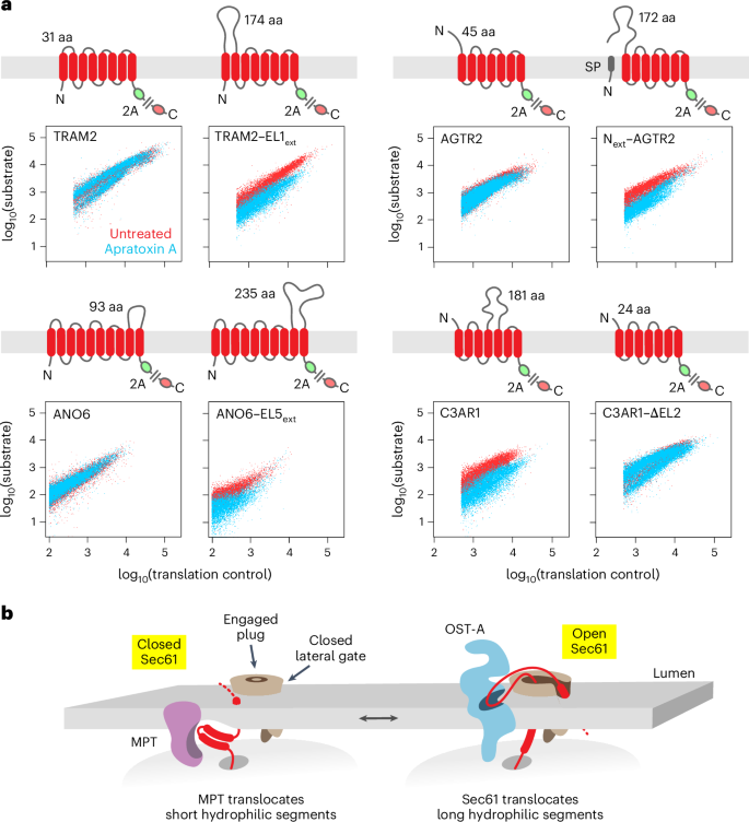Fig. 5: Sec61 channel opening is only required for translocation of long hydrophilic segments.