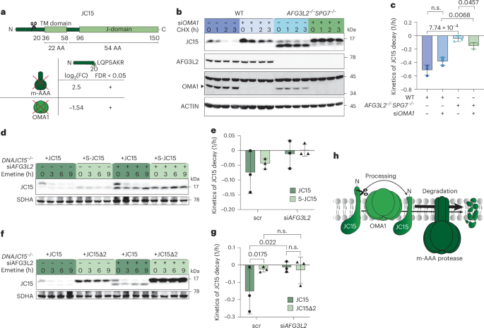 Fig. 1: OMA1 cleavage of DNAJC15 facilitates degradation by the m-AAA protease.
