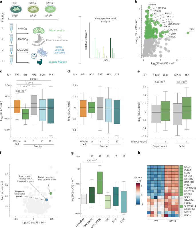Fig. 6: Non-imported mitochondrial proteins after DNAJC15 loss induce an unfolded protein response at the ER.