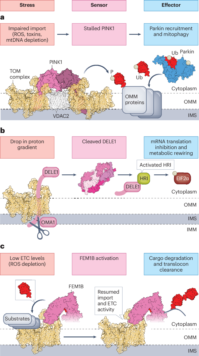 Function and regulation of the mitochondrial stress response | Nature  Structural & Molecular Biology