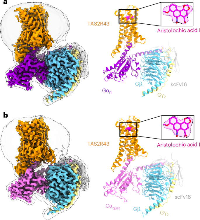 Fig. 1: Overall structures of TAS2R43–Gi1–scFv16 and TAS2R43–Ggust–scFv16 complexes.
