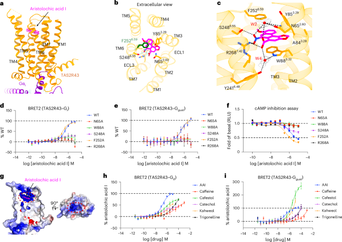 Fig. 2: Recognition of AAI in the orthosteric binding pocket of TAS2R43.