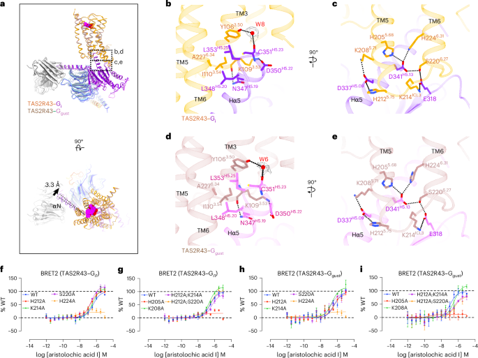 Fig. 3: Interactions between TAS2R43 and G proteins.