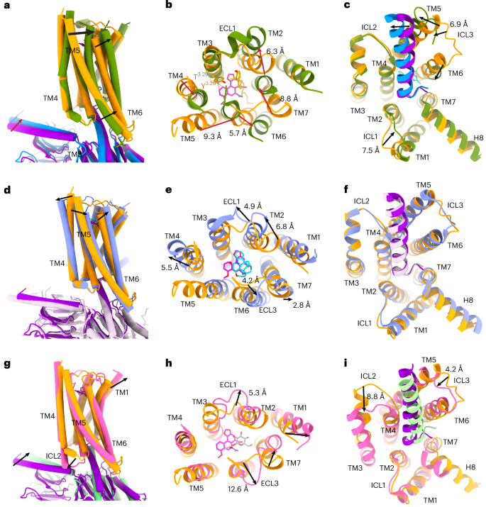 Fig. 4: Structural comparison of TAS2R43 with other taste receptors.