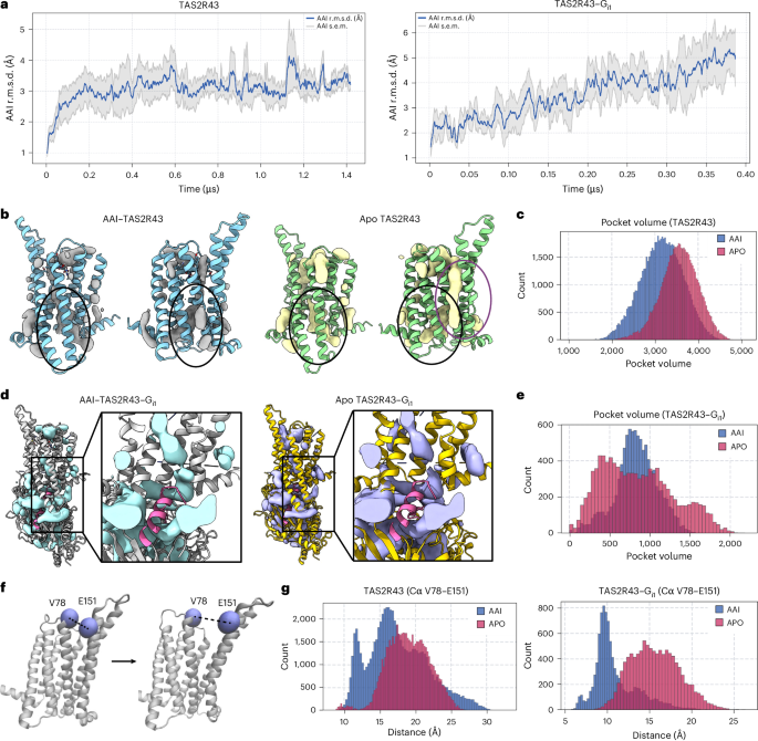 Fig. 5: Cryptic pockets of TAS2R43 revealed by MD simulation.