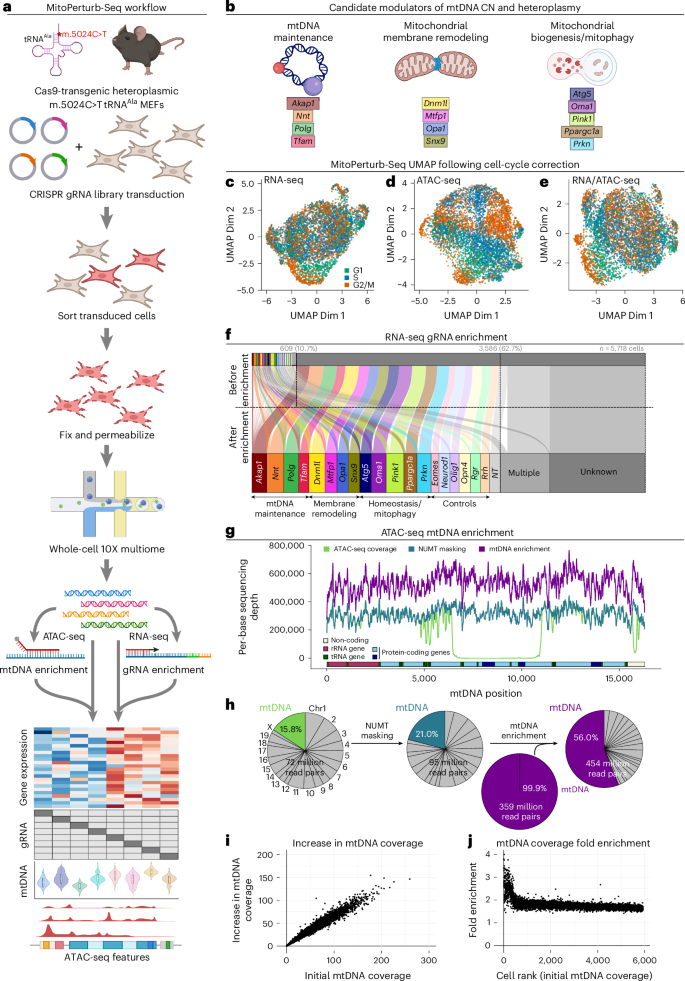 Fig. 1: MitoPerturb-Seq combines single-cell CRISPR screening with whole-cell multiome in heteroplasmic cells.