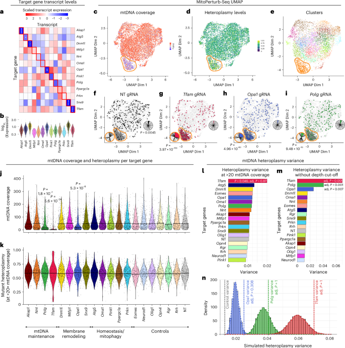 Fig. 2: MitoPerturb-Seq identifies mtDNA depletion following targeted gene perturbation.