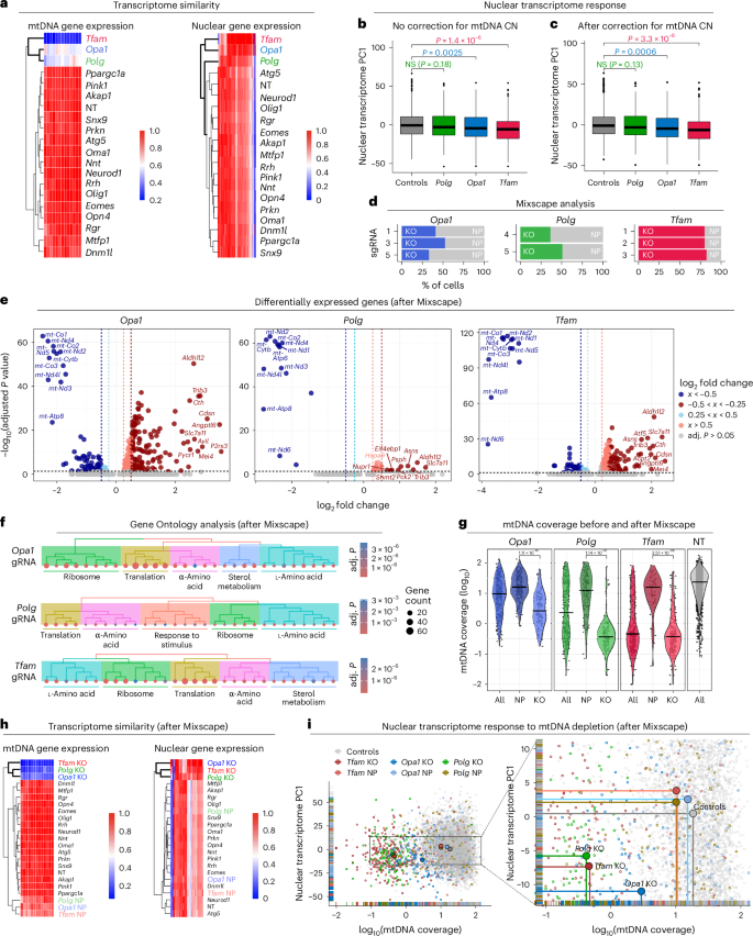 Fig. 3: mtDNA depletion affects nuclear gene expression.